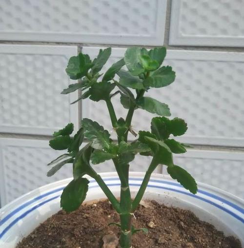长寿花换盆攻略（科学换土）
