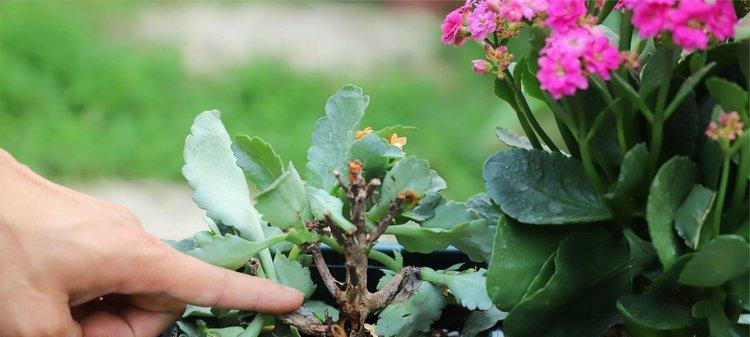 长寿花换盆攻略（科学换土）