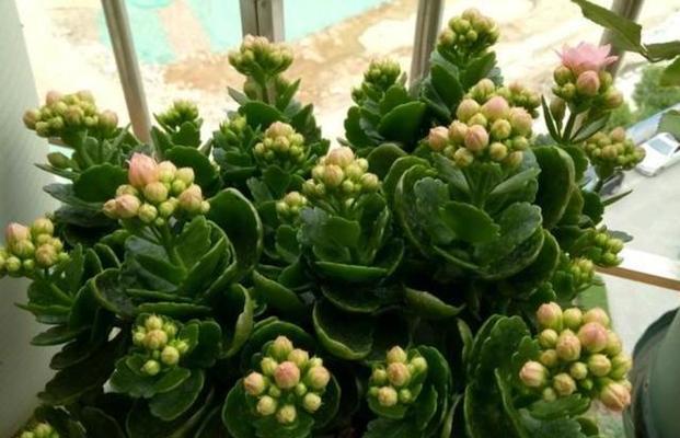 长寿花的剪枝修剪方法及图解（打造健康长寿花）