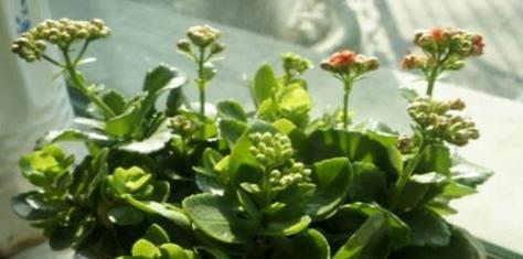 长寿花的正确浇水方法（学会如何给长寿花浇水）
