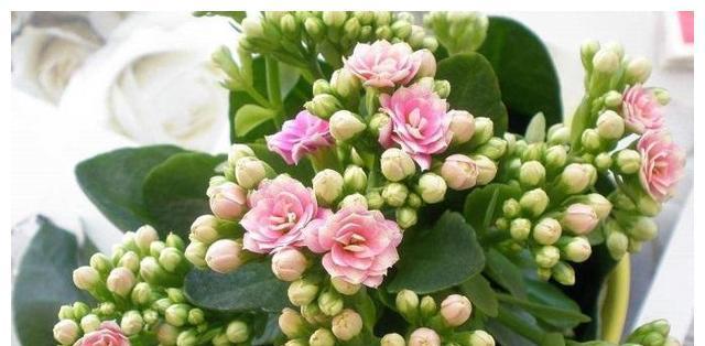 长寿花的正确浇水方法（学会如何给长寿花浇水）