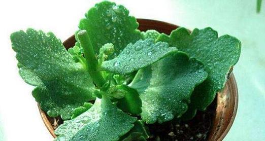 长寿花的正确浇水方法（学会如何给长寿花浇水）
