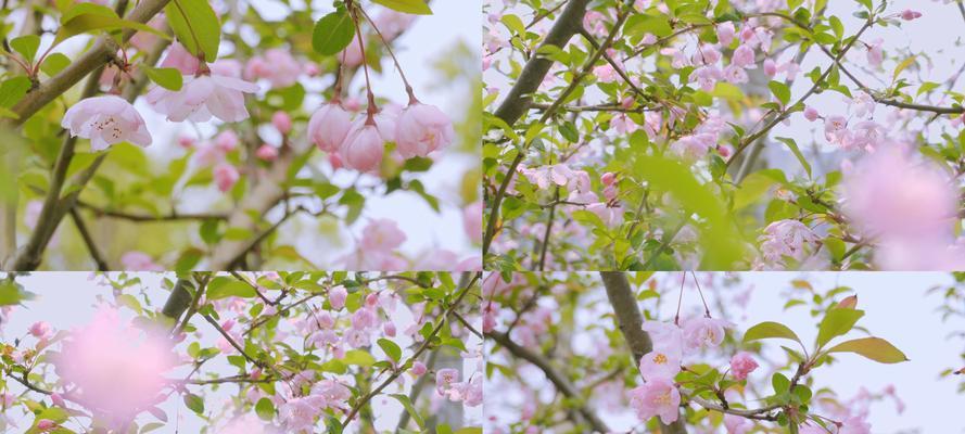 垂丝海棠花语（探索垂丝海棠花语）