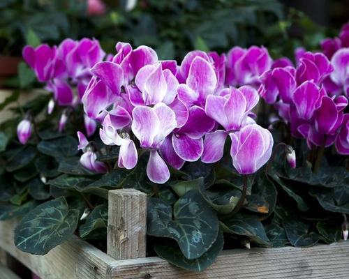 春节花卉的象征寓意与传统习俗（花开富贵）