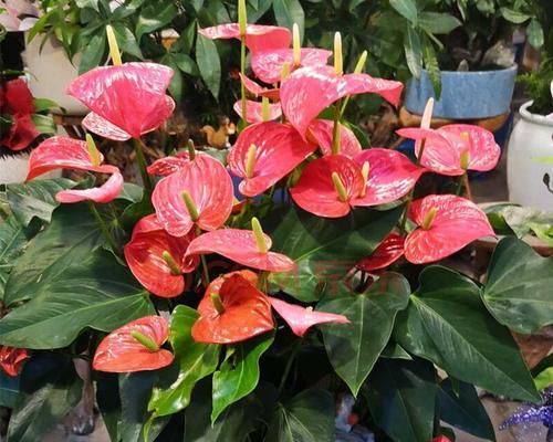 春节花卉的象征寓意与传统习俗（花开富贵）