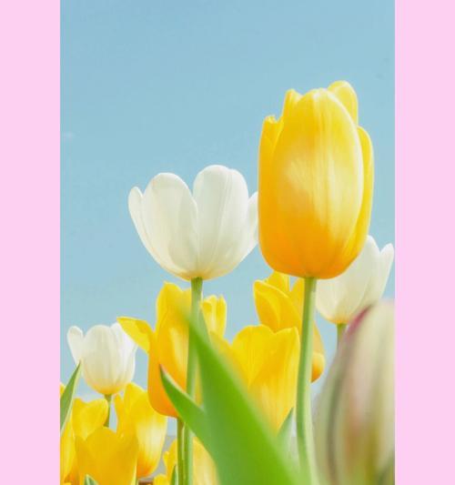 春天之美——绽放春花的令人陶醉（春花如梦似幻）