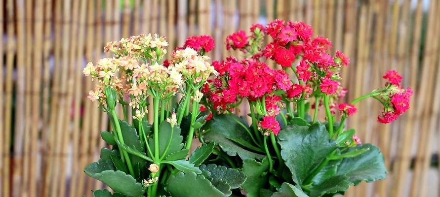 长寿花开花养护全攻略（打造属于你的美丽花园）
