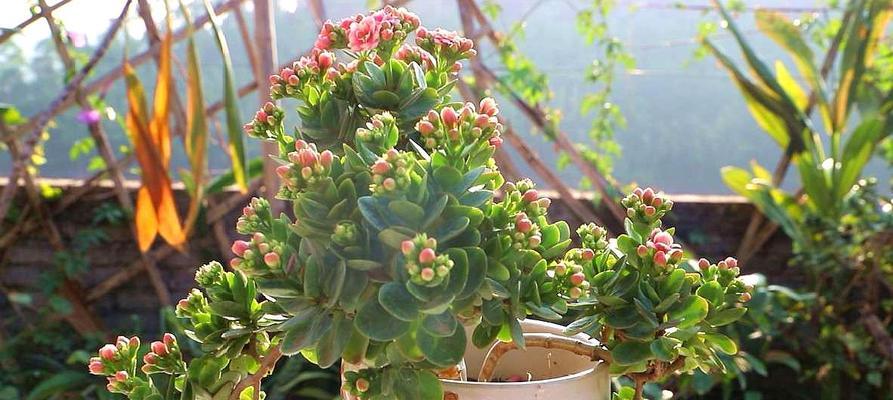 长寿花开花养护全攻略（打造属于你的美丽花园）