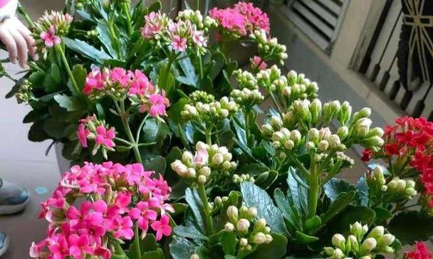 长寿花怎么养才能开花（学会这些方法）