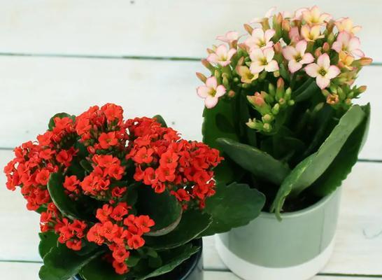 长寿花养护指南——让您的长寿花常青常盛（从选购到养护）