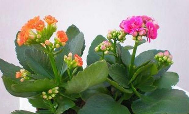 如何种植长寿花，让它长久地生长（详细介绍长寿花的栽种时间和方法）