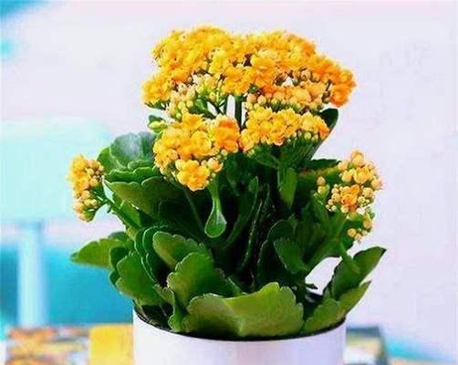 如何种植长寿花，让它长久地生长（详细介绍长寿花的栽种时间和方法）