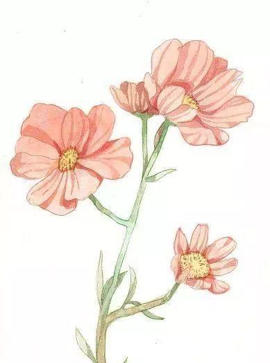 大波斯菊花语——花开人心（用花言融化心灵）