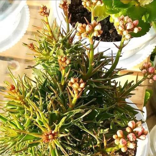 长寿花为何只长叶子不开花（原因分析与解决方法）