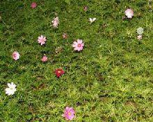 大波斯菊花语——花开人心（用花言融化心灵）