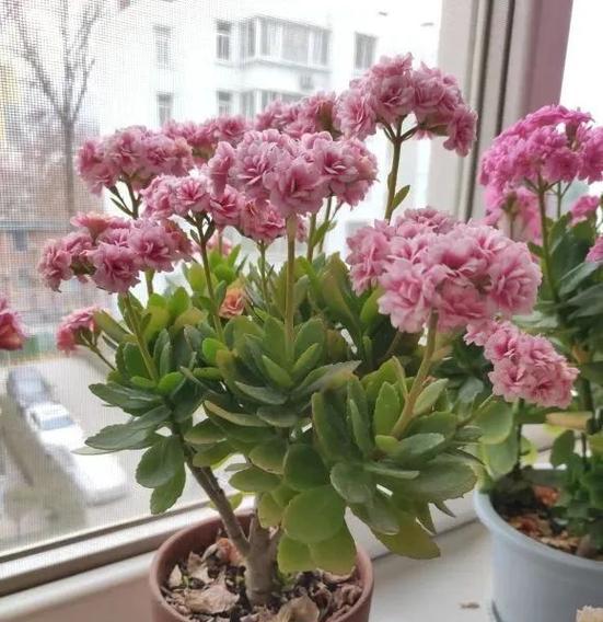 长寿菊不开花（长寿菊不开花的原因和解决方法）