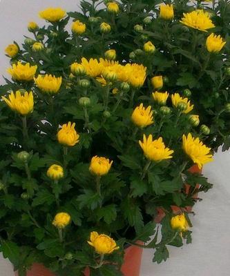 长寿菊的养殖全攻略（种植、管理、繁殖）