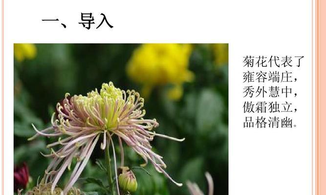 长寿菊的养殖全攻略（种植、管理、繁殖）