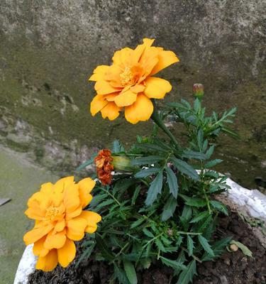 长寿菊的花期和开花次数（了解长寿菊的花期和开花次数）