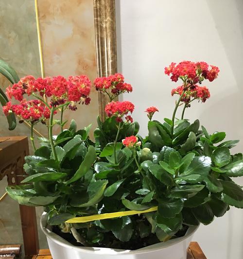 长寿菊的花期和开花次数（了解长寿菊的花期和开花次数）