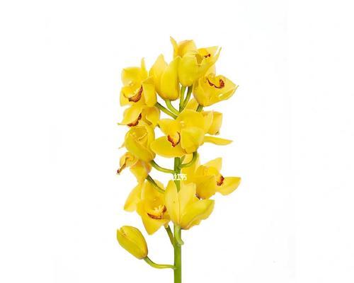 大花蕙兰花语，传递幸福与美好（以大花蕙兰为纽带）