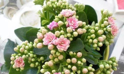长寿菊的养护技巧，让它多开花（学会如何正确浇水、施肥、修剪等方法）