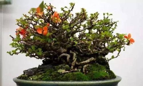 长寿梅不开花的原因（浅析长寿梅不开花的种种原因）