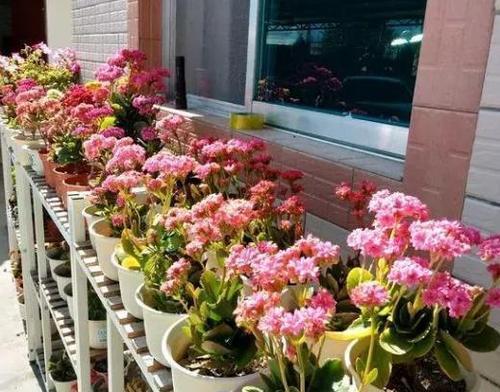 长寿梅不开花的原因及解决方法（为什么长寿梅不开花）