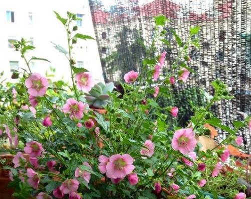 长寿梅不开花的原因及解决方法（为什么长寿梅不开花）