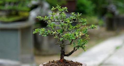 长寿梅不开花的原因及解决方法（为什么长寿梅不开花）