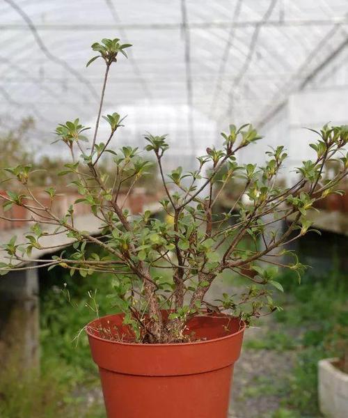 长寿梅开花时间及开花期是什么时候（探究长寿梅的花期和养护方法）
