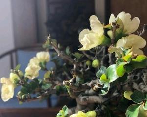 长寿梅开花时间及开花期是什么时候（探究长寿梅的花期和养护方法）