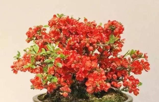长寿梅开花时间及开花期是什么时候（探究长寿梅的花期和养护方法）