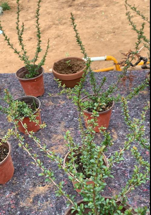 长寿梅的花期和开花次数（探究长寿梅的盛花时节及繁花期）