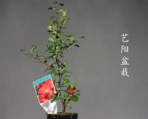 长寿梅的花期和开花次数（探究长寿梅的盛花时节及繁花期）
