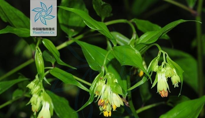 长寿竹的养殖方法与注意事项（打造美丽家园）