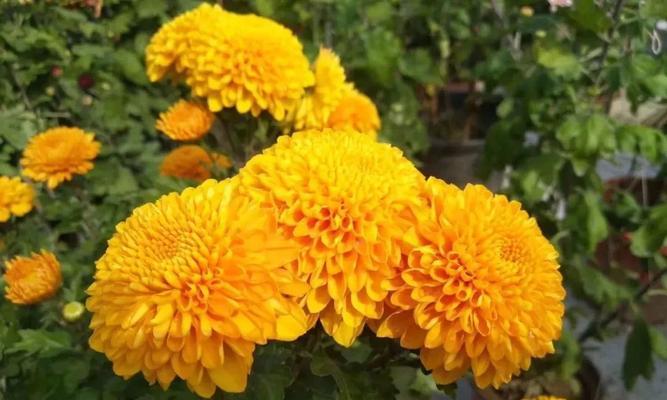 高冷孤傲的花——美丽与孤寂的共存（揭开高冷花朵的神秘面纱）