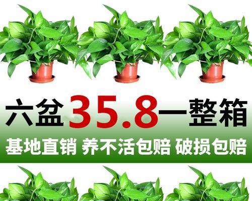 探寻长藤的神奇世界（从神秘谷到雨林深处）
