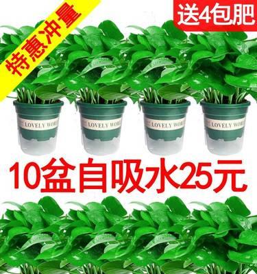 探寻长藤的神奇世界（从神秘谷到雨林深处）