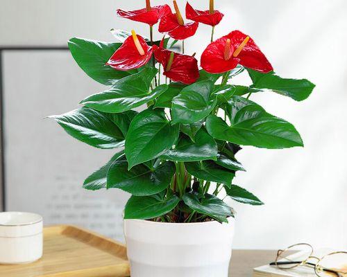 长条盆花种植技巧（选择适合种植的花种）