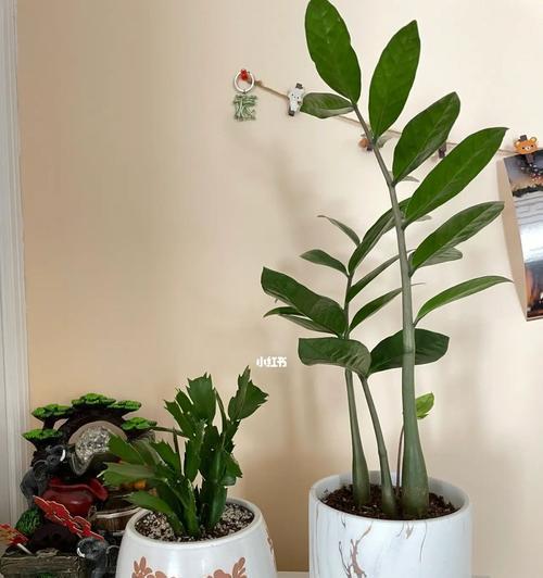长条盆花种植技巧（选择适合种植的花种）