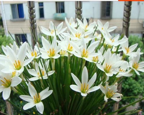长条盆花种植技巧（选择适合种植的花种）