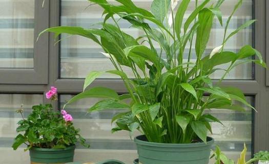 长形花盆的花卉种植指南（选择适合的花卉品种）
