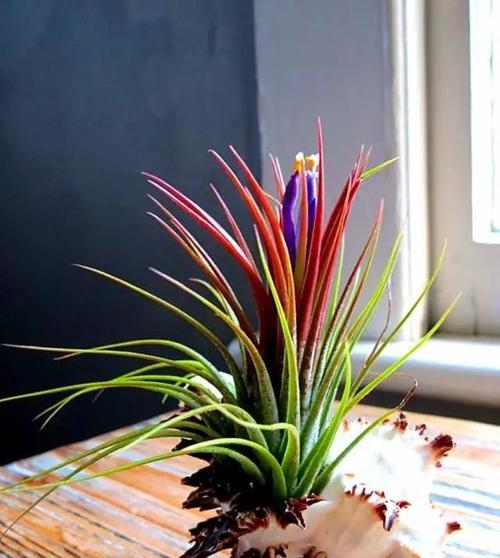 长形花盆的花卉种植指南（选择适合的花卉品种）