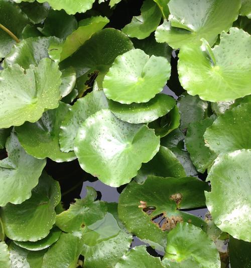 水中花园——长在水里的植物（探索水中世界）