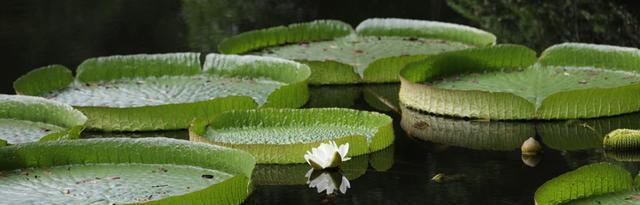 水中花园——长在水里的植物（探索水中世界）