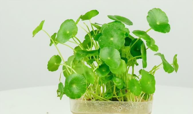 水中花园——长在水里的植物（探索水中世界）