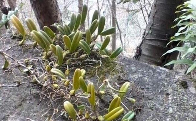 探秘长在岩石上的树（发现独特的植物生态系统）