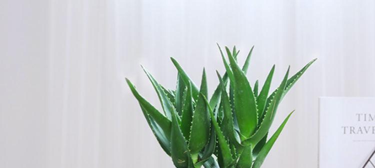 芦荟的养护（阳光是芦荟生长的必需品）
