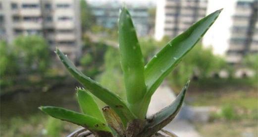 芦荟的养护（阳光是芦荟生长的必需品）